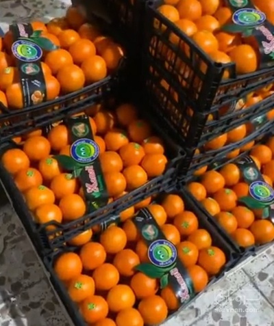 فروش پرتقال واکسی