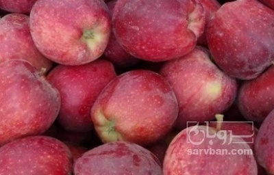فروش سیب قرمز
