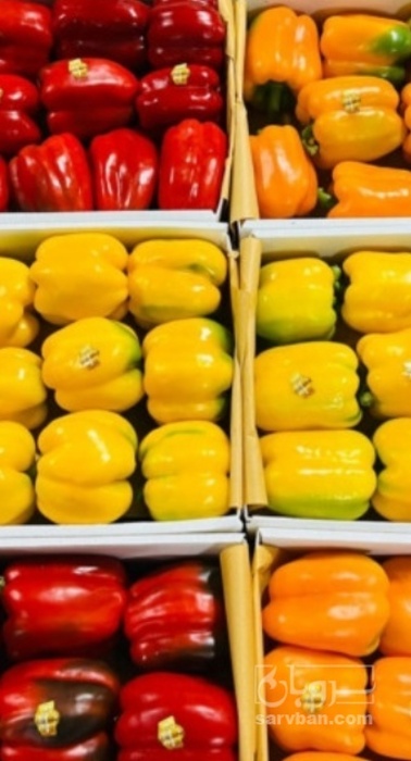 فروش فلفل دلمه ای رنگی