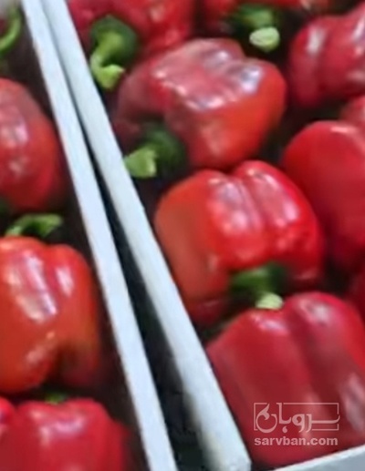 فروش فلفل دلمه ای رنگی