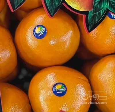 فروش پرتقال واکسی صادراتی