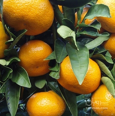 فروش نارنگی ژاپنی