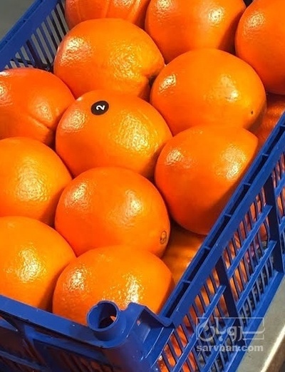 فروش پرتقال تامسون واکسی