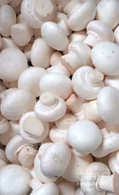 فروش قارچ دکمه ای