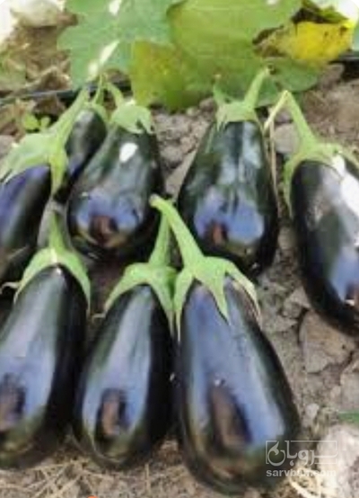 فروش بادمجان