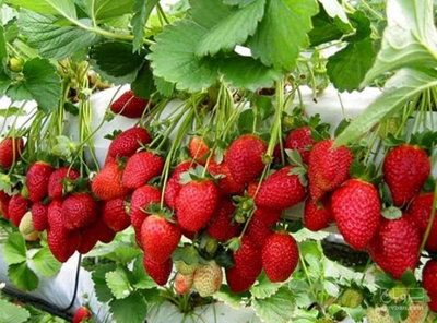 فروش توت فرنگی