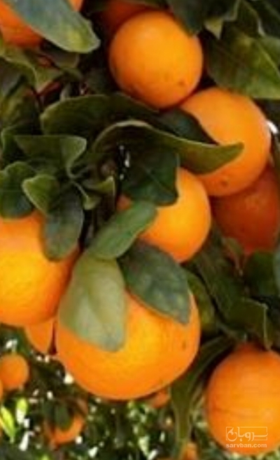 فروش پرتقال