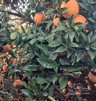 فروش نارنگی