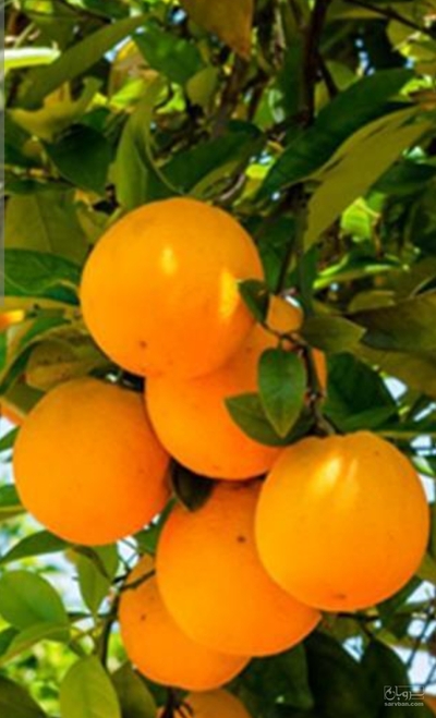فروش پرتقال