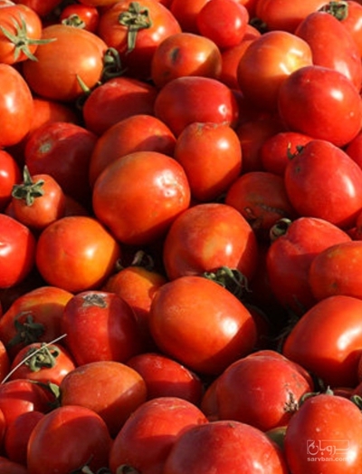 فروش گوجه فرنگی