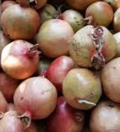 فروش انار