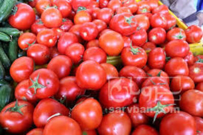 فروش گوجه فرنگی