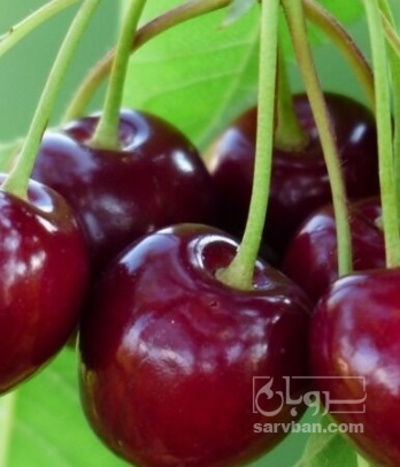 فروش گیلاس