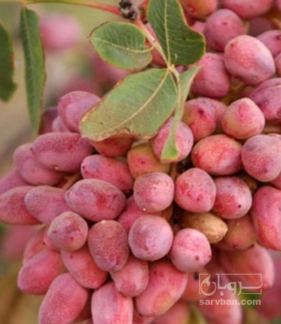 فروش پسته
