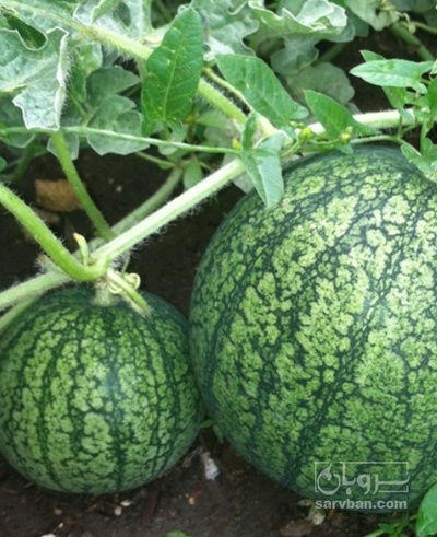 فروش تخمه ژاپنی بو داده