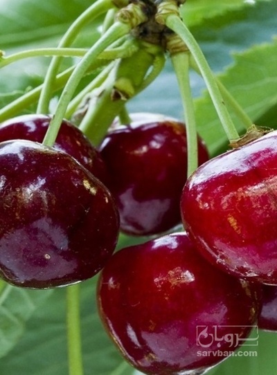فروش گیلاس
