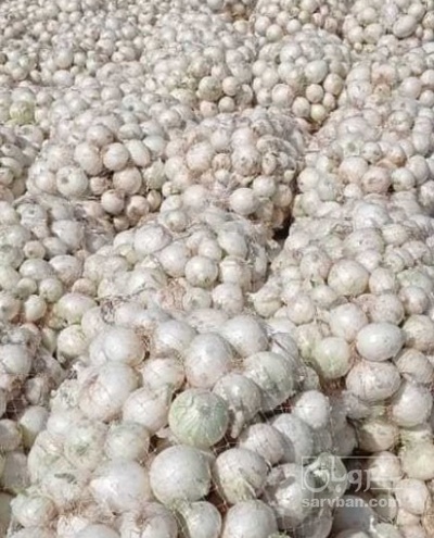 فروش پیاز سفید صادراتی