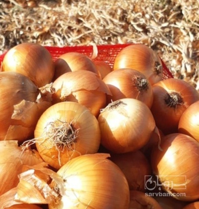 فروش پیاز زرد صادراتی