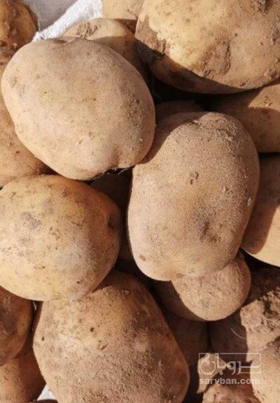 فروش سیب زمینی سانتا