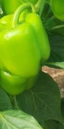 فروش فلفل فسفری