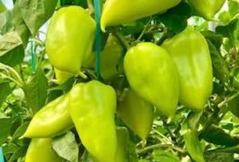 فروش فلفل پستونکی