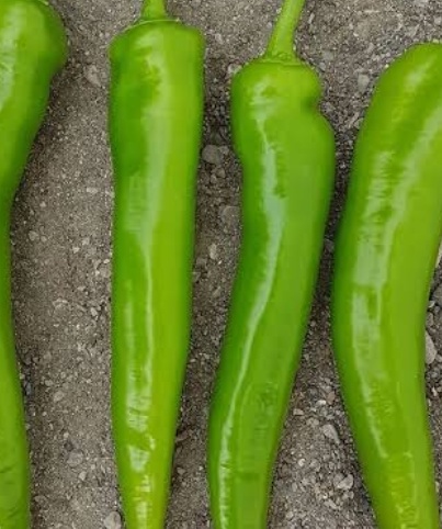 فروش فلفل شمشیری