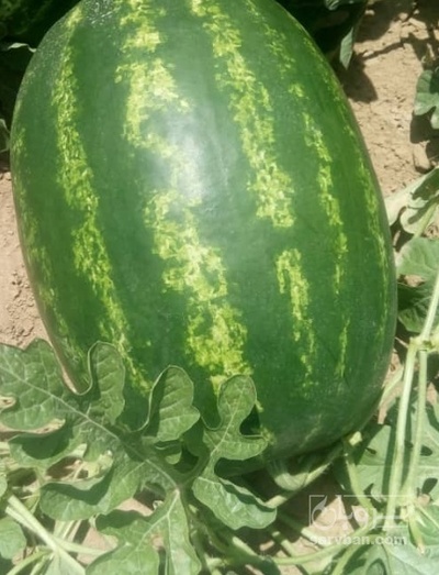 فروش هندوانه بیضی