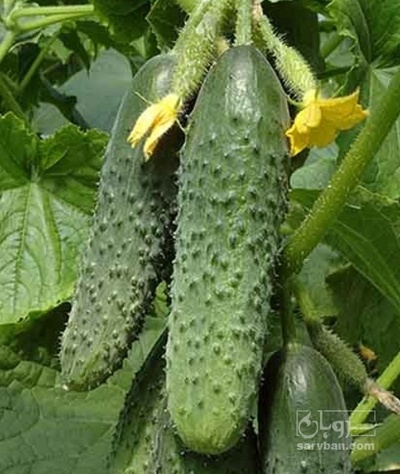 فروش خیار خاردار