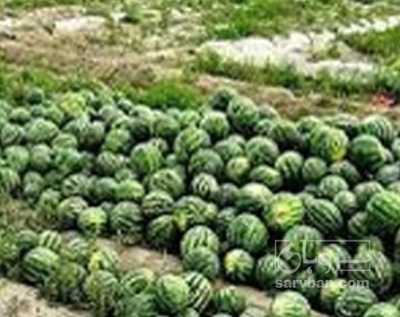 فروش هندوانه گرد