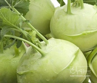 فروش کلم قمری