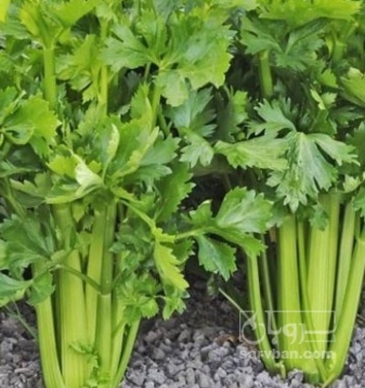 فروش کرفس ماشینی