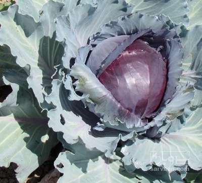 فروش گل کلم بنفش