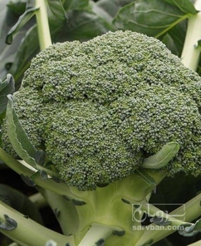 فروش کلم بروکلی فومی