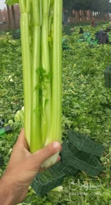 فروش کرفس ماشینی