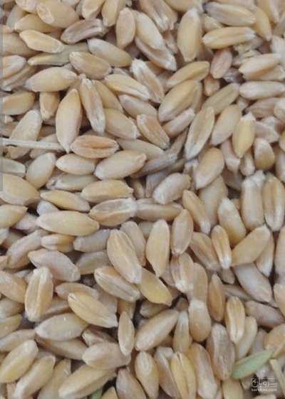 فروش گندم