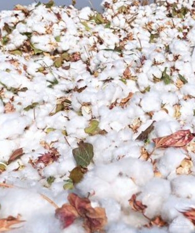 فروش پنبه