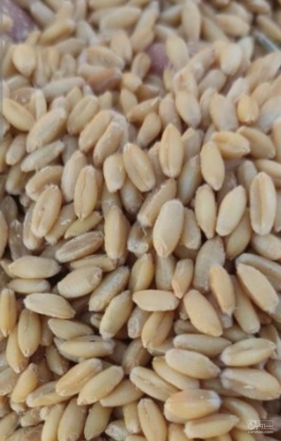 فروش گندم