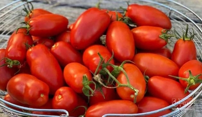 فروش گوجه فرنگی