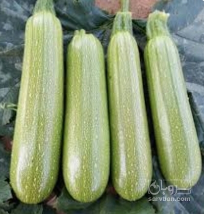 فروش کدو  سبز