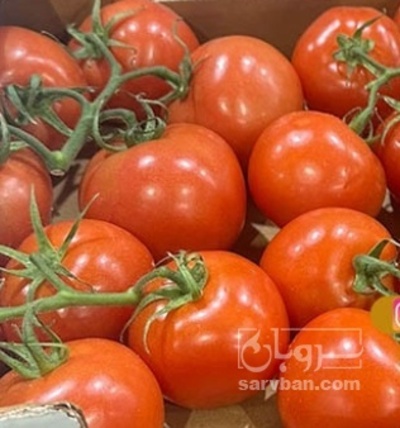 فروش گوجه فرنگی خوشه ایی صادراتی