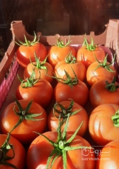 فروش گوجه فرنگی دافنیس