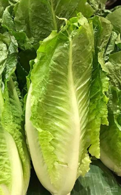 فروش کاهو ایرانی - رومانو