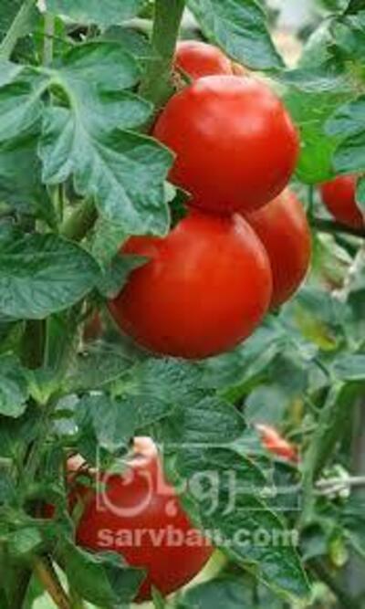 فروش گوجه فرنگی