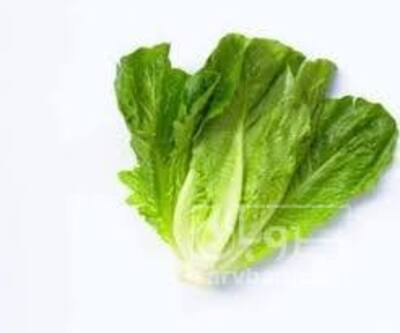 فروش کاهو ایرانی - رومانو