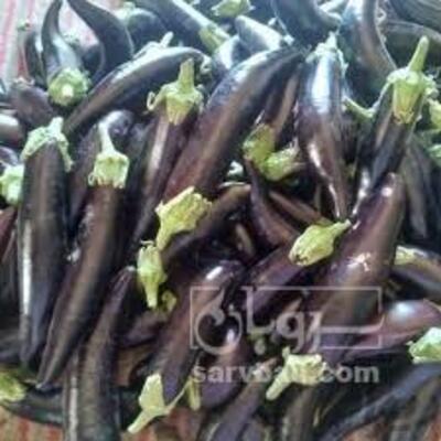 فروش بادمجان