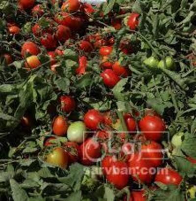 فروش گوجه فرنگی