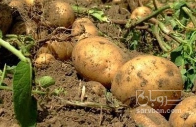 فروش سیب زمینی جلی