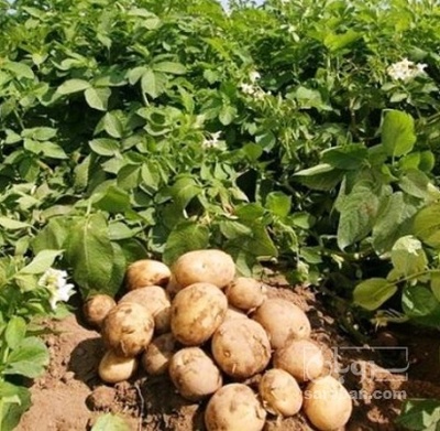 فروش سیب زمینی سانتا