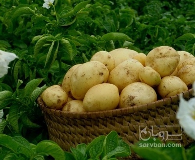 فروش سیب زمینی اگریا