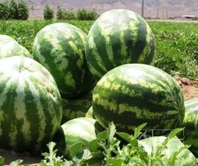 فروش هندوانه گرد سورت شده